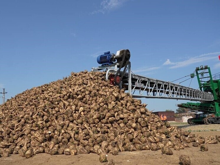 На Кубани произвели первые 100 тысяч тонн сахара нового урожая