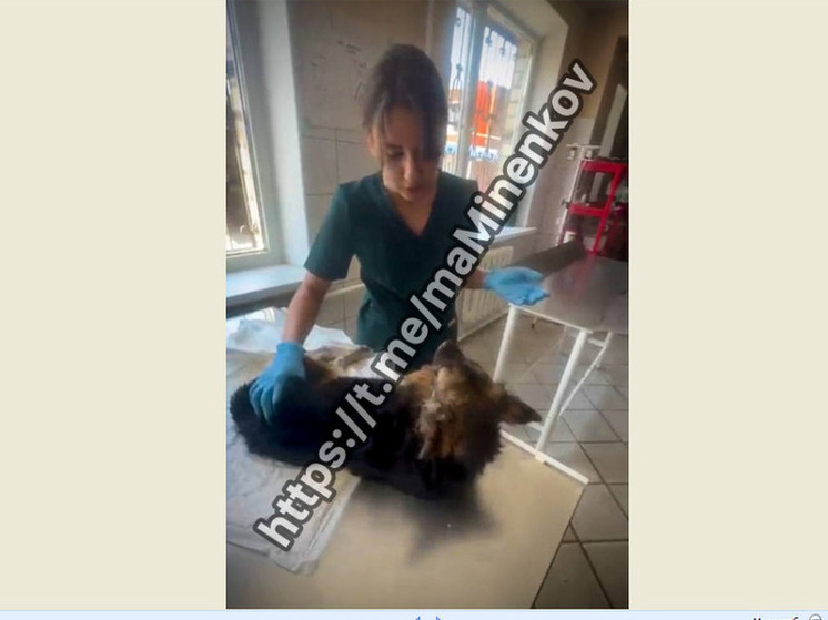 Губернатор Ставрополья спас сбитую собаку вблизи Невинномысска