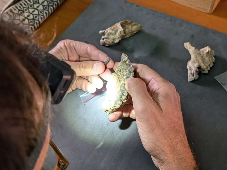 Утраченная глава в истории эволюции человека нашлась в коллекции зубов