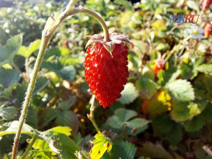 В Калуге рекордно вырос урожай плодов и ягод