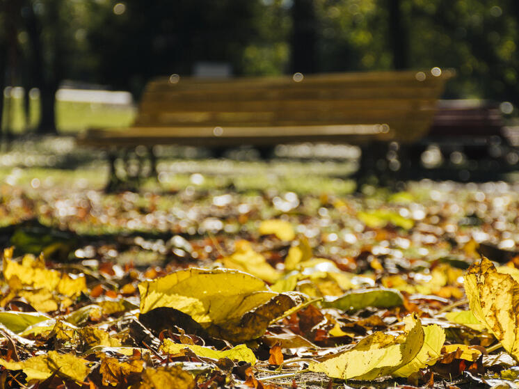 Бабье лето-2025 в Калужской области: названы даты