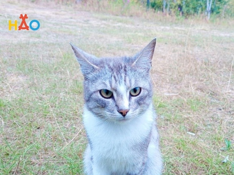 О бездомных животных напомнили в НАО