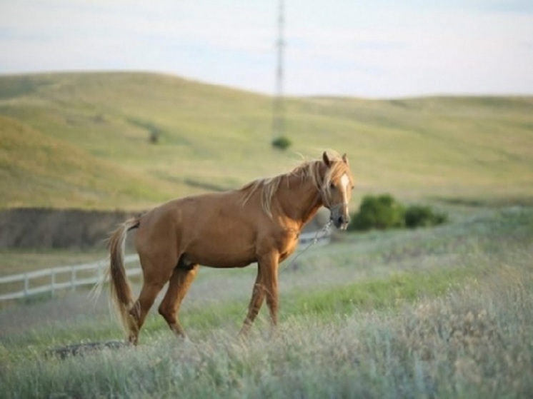 В Волгоградской области 16 августа проходят конные скачки