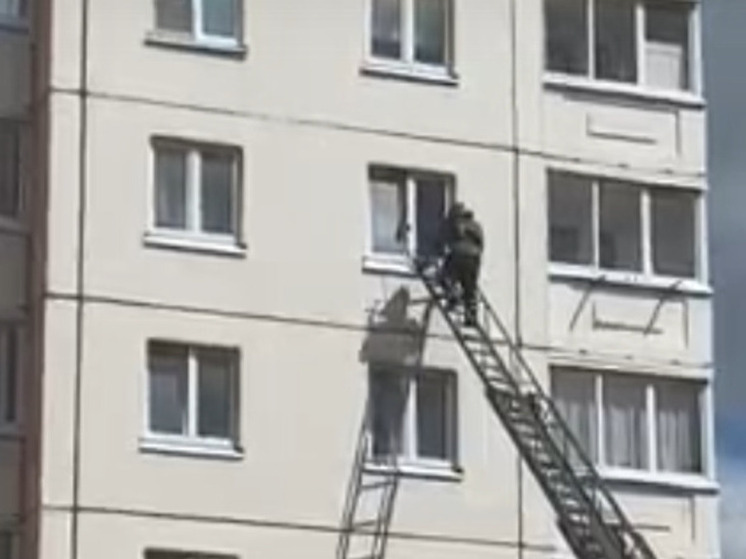 Застрявший на шестом этаже котенок в Ельце повредил позвоночник