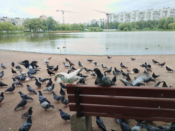 В Балтийске проведут благоустройство сквера Серебровской