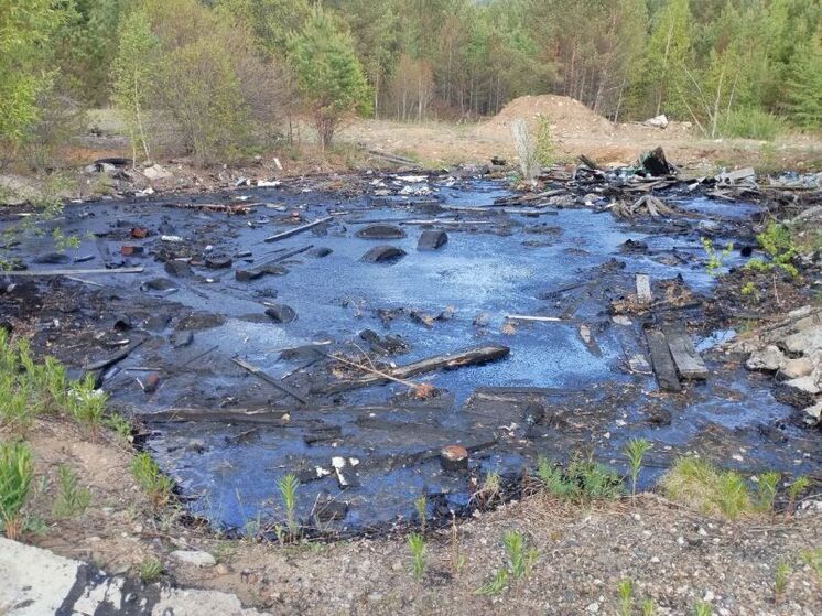 Гудроновые лужы продолжают убивать животных в Бурятии