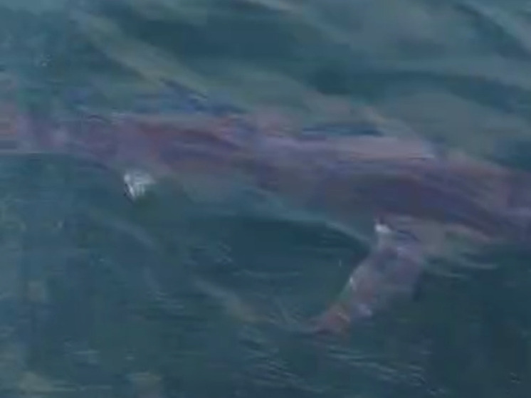 Акула покусала лодку с рыбаками во Владивостоке