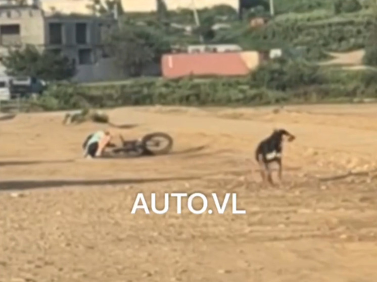 Стая бродячих собак напала на велосипедиста во Владивостоке