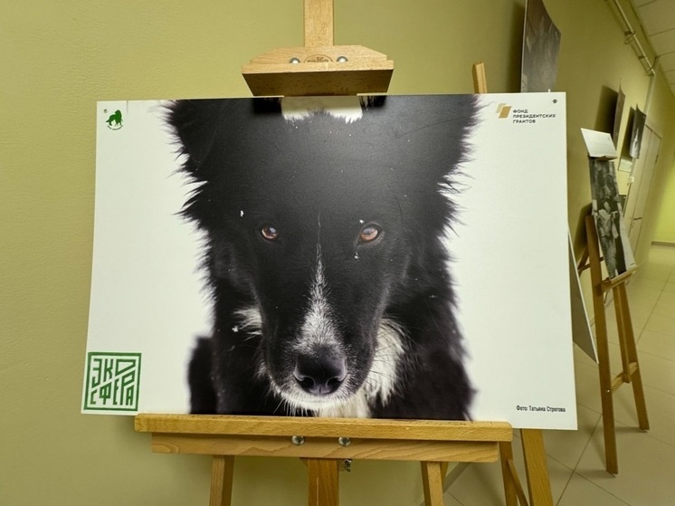 Экскурсию по фотовыставке портретов питомцев зооприюта «Лесопилка» провели в Пскове