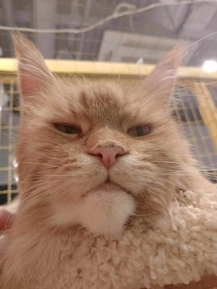 Калужане отправились на кототерапию