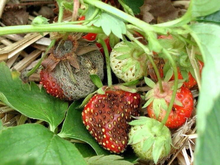 В Карельском регионе объявлен карантин в связи с обнаружением опасной болезни, поражающей ягоды