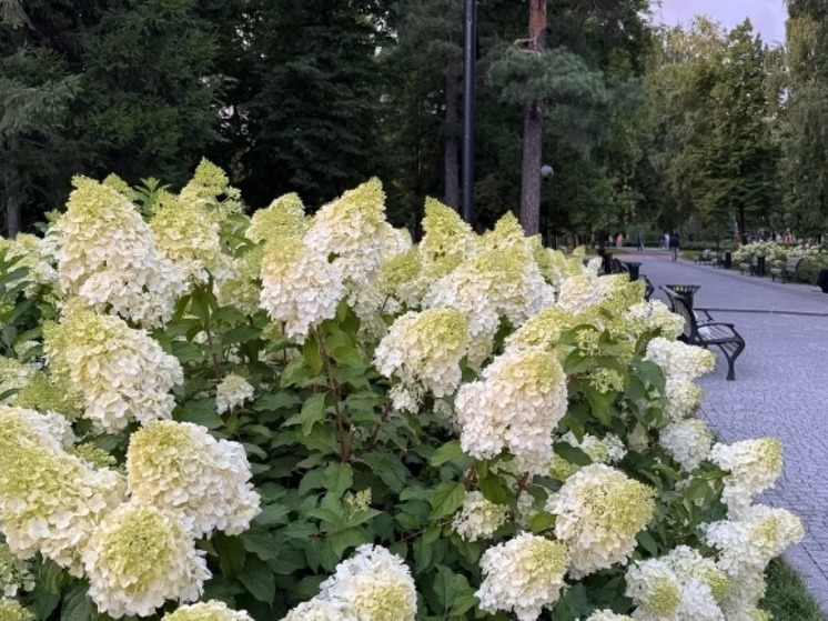 Новосибирцы разрушили клумбы в Центральном парке ради фото