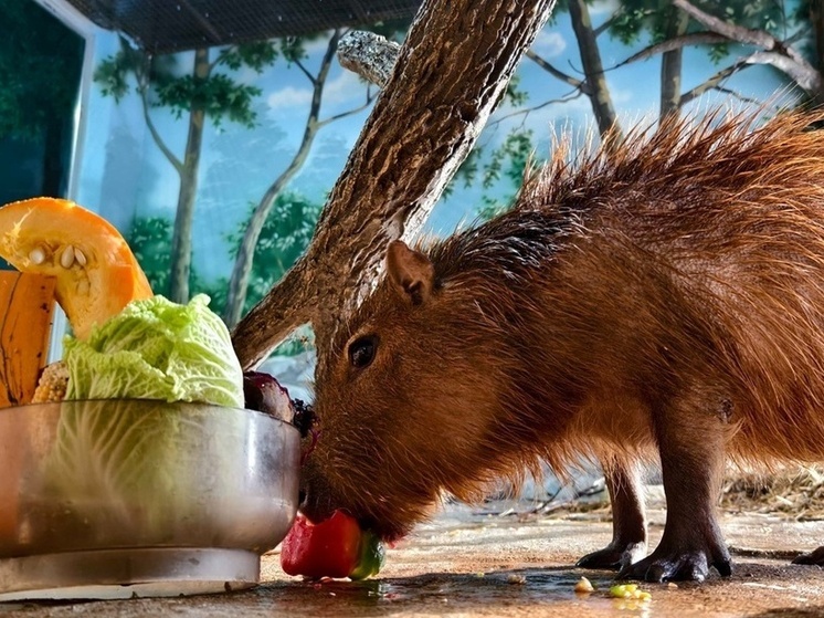 Экзотариум Тулы поблагодарил за угощения для питомцев