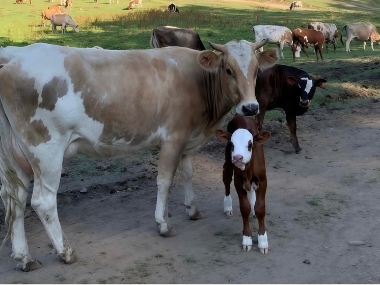 В Ингушетии 669 фермеров получили поддержку по госпрограмме