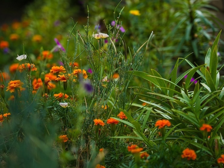 В Астраханской области в понедельник обещают до +34 ℃