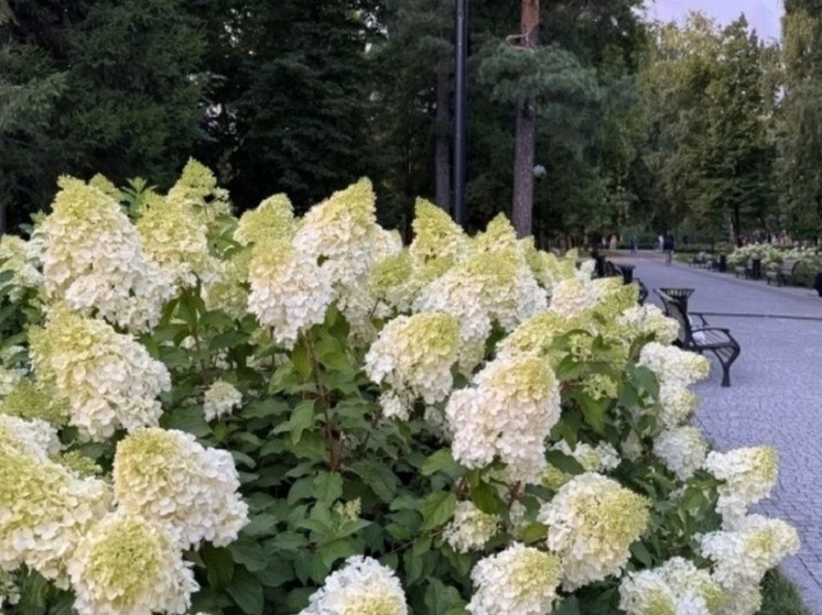 В Новосибирске разрушили клумбы в Центральном парке ради фото