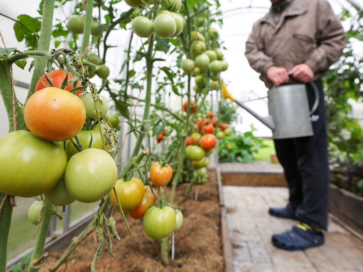 Садовод Ольга Аникина рассказала, как бороться с жёлтыми плечиками на томатах