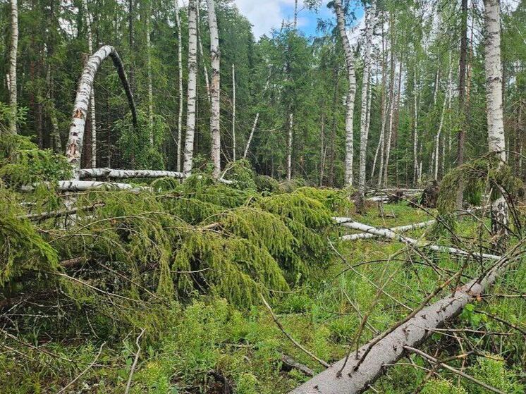 ИИ выявил более 400 случаев лесоизменений в Нижегородской области