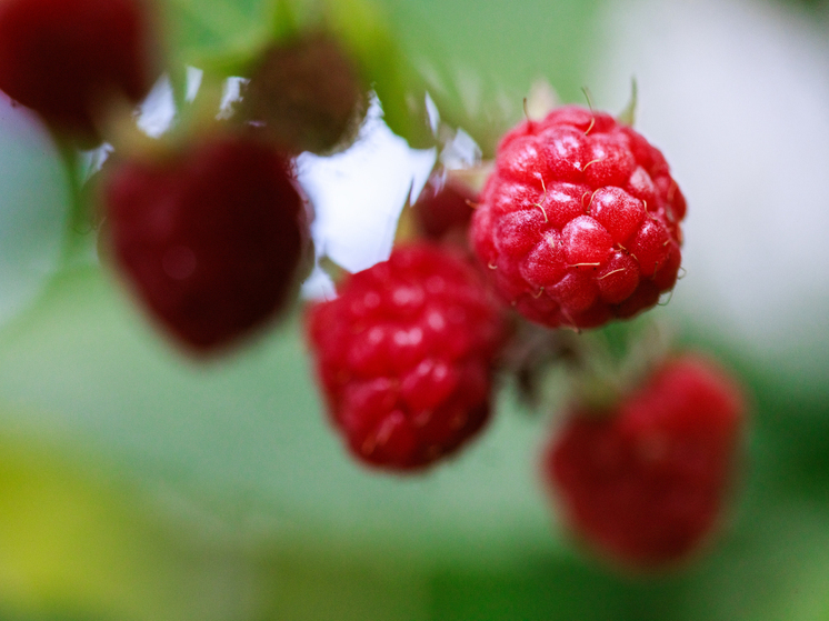 Садовод Ольга Аникина рассказала, сколько сахара класть в малиновое варенье