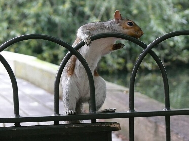 В США и Канаде заметили пугающее распространение зомби-белок с гнойными опухолями