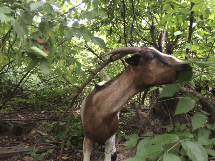 В Егорьевске козы-вандалы прогулялись по кладбищу