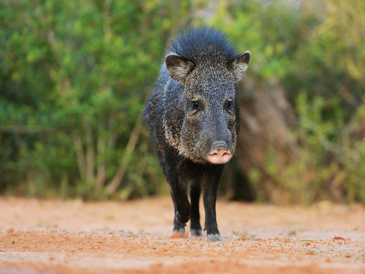 Синее мясо животных способно отравить всю пищевую цепочку в Калифорнии
