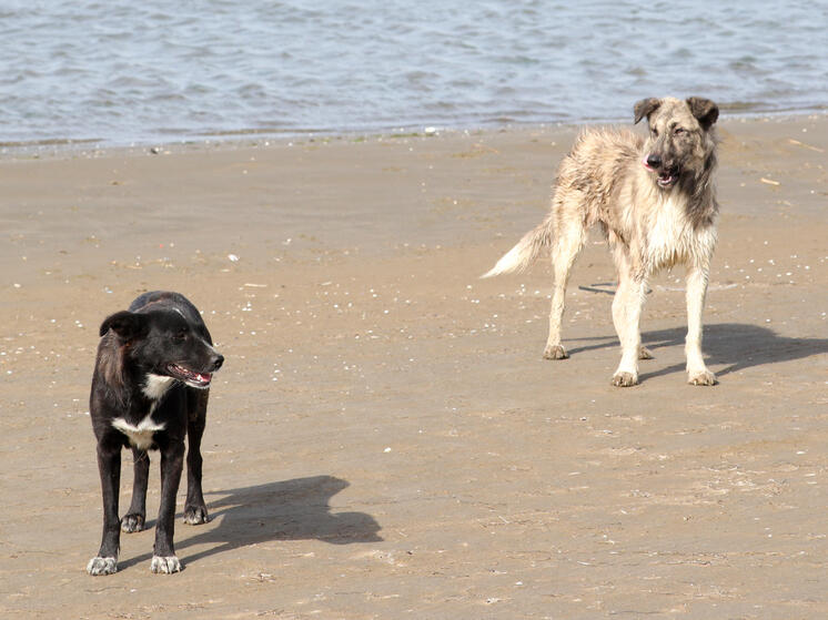 17-летняя девушка получила тяжелые травмы после нападения стаи собак