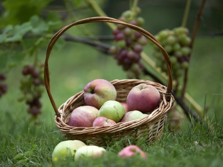 Август – традиционное время для блюд из яблок