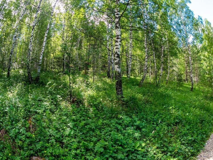 Туристы спасли южноуральца, заплутавшего в лесу Каслинского района