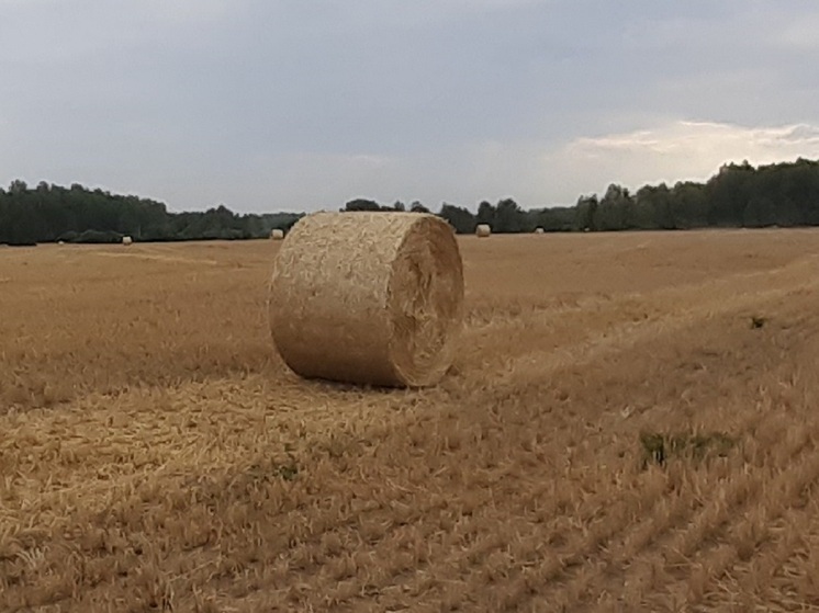 В Свердловской области 1,4 тысячи гектаров земель введут в сельхозоборот