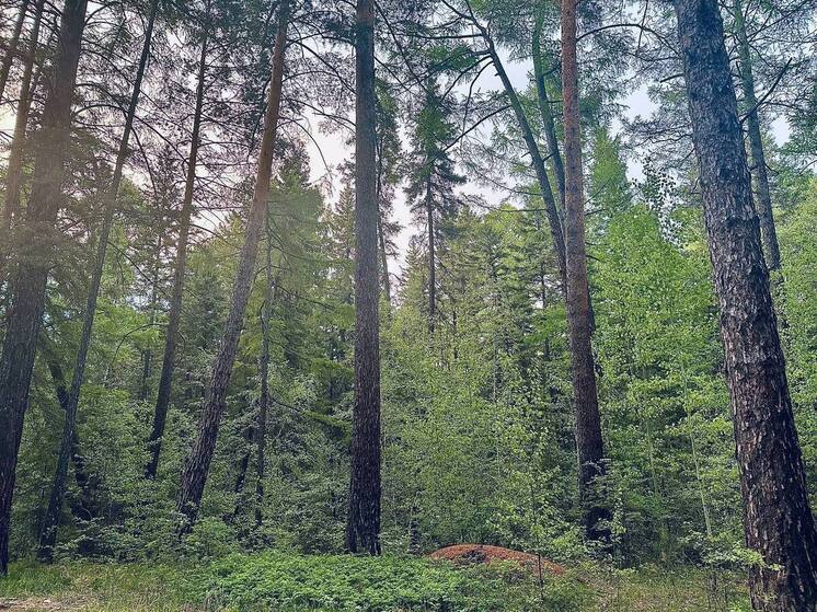 В Бурятии не горит тайга