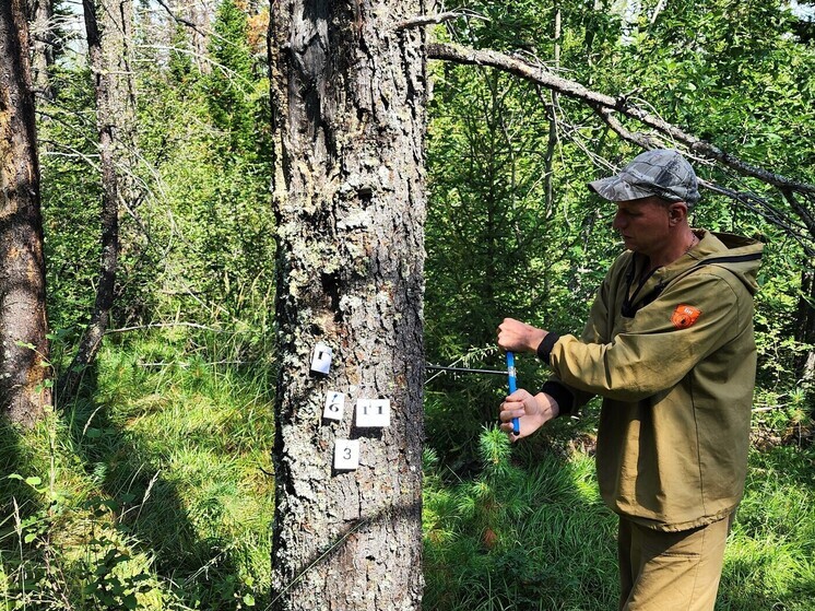 В Бурятии лесопатологи исследуют причины массового заболевания деревьев