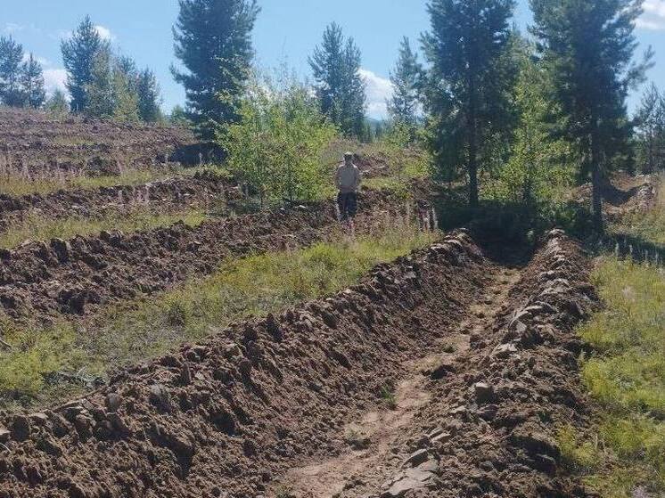 В Бурятии сотрудники лесхоза восстанавливают сгоревшую тайгу