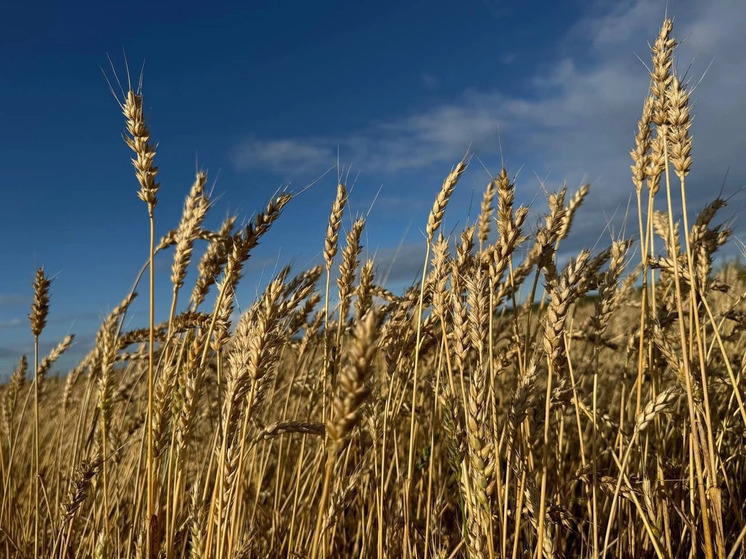 Уборочная кампания в Смоленской области идет в усиленном режиме