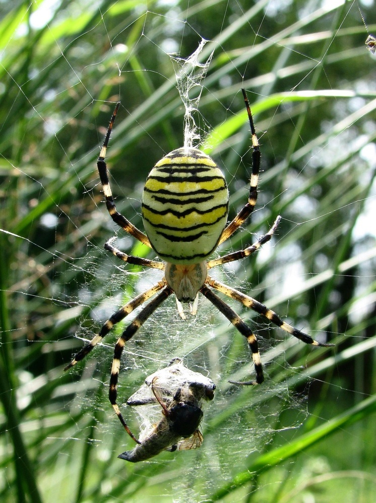 Калужанам угрожают ядовитые пауки-осы
