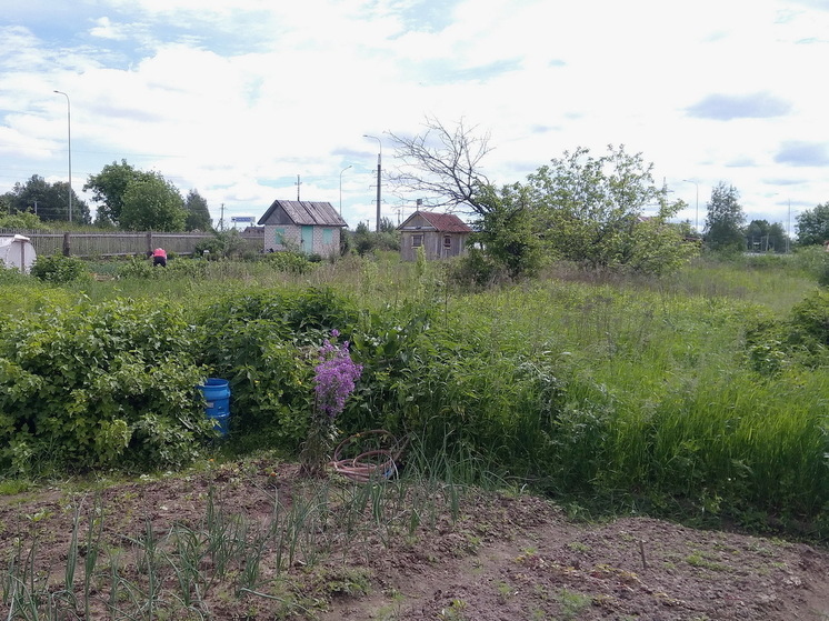 Как всего за 30 минут подготовить почву после чеснока на будущий сезон: лайфхак от опытных дачников