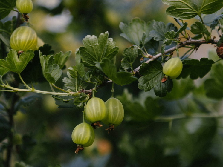 Как подготовить крыжовник к зиме и не потерять урожай: опытные дачники раскрывают секреты ухода