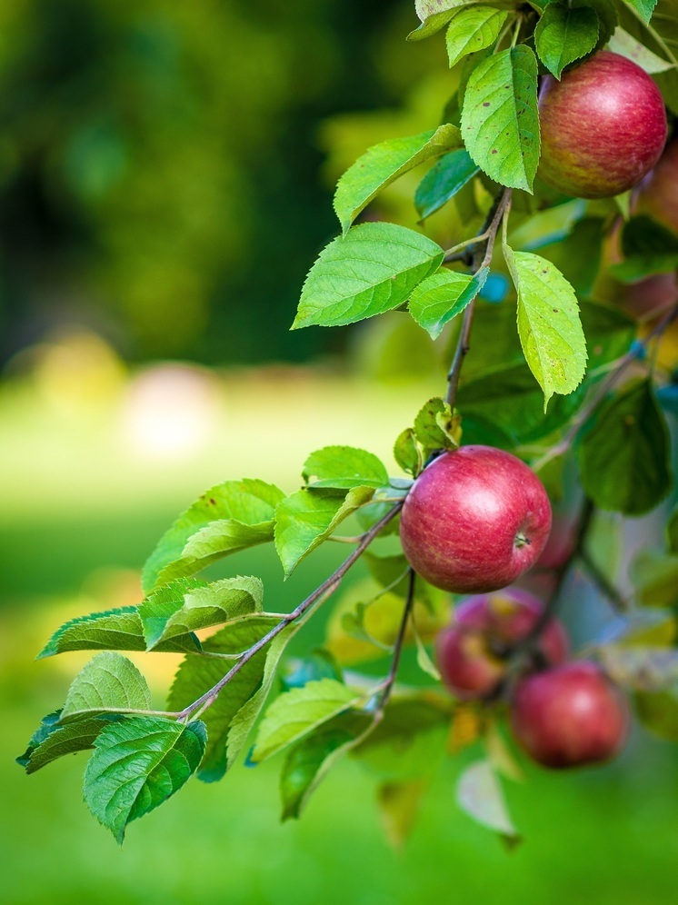 Калужанам рассказали, что можно делать на Яблочный Спас