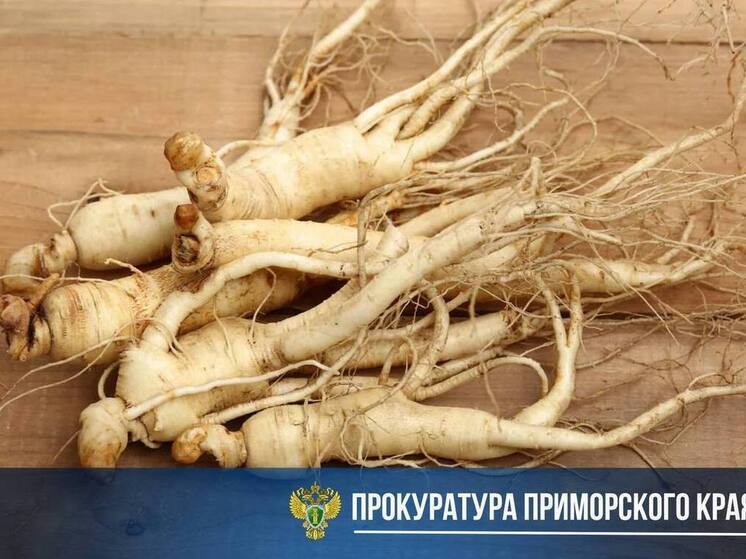 6 лет тюрьмы грозит нарушителю за незаконную добычу женьшеня в Приморье