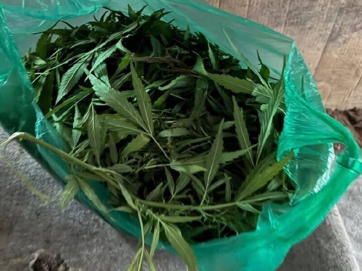 Заготовил на зиму: астраханец попался на крупной партии марихуаны