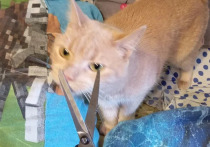 Кошачья шерсть — это не зимняя куртка, которую можно снять. Это сложный терморегуляционный механизм, созданный природой. У большинства домашних кошек двойной шерстный покров: остевой волос и подшерсток. Вместе они регулируют температуру тела животного, защищая как от холода, так и от перегрева.
