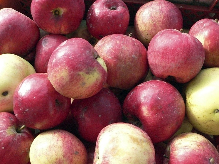 Участники столичных ярмарок передали яблоки бойцам СВО и жителям приграничья