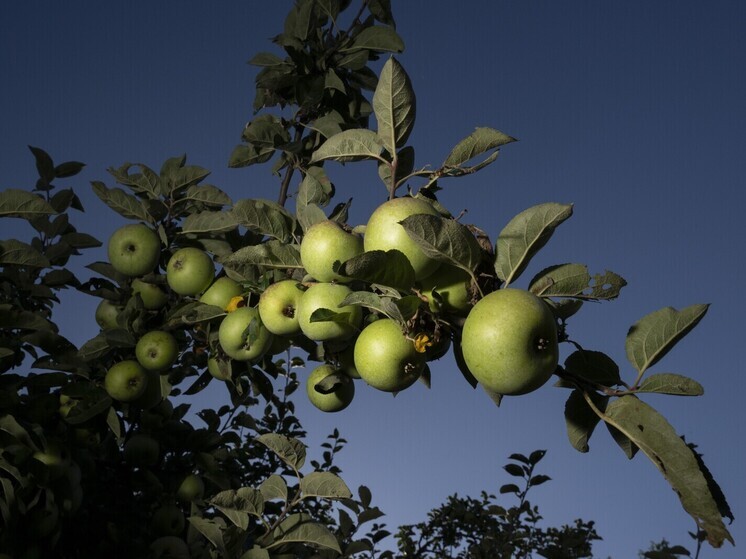 19 августа отмечают Яблочный Спас
