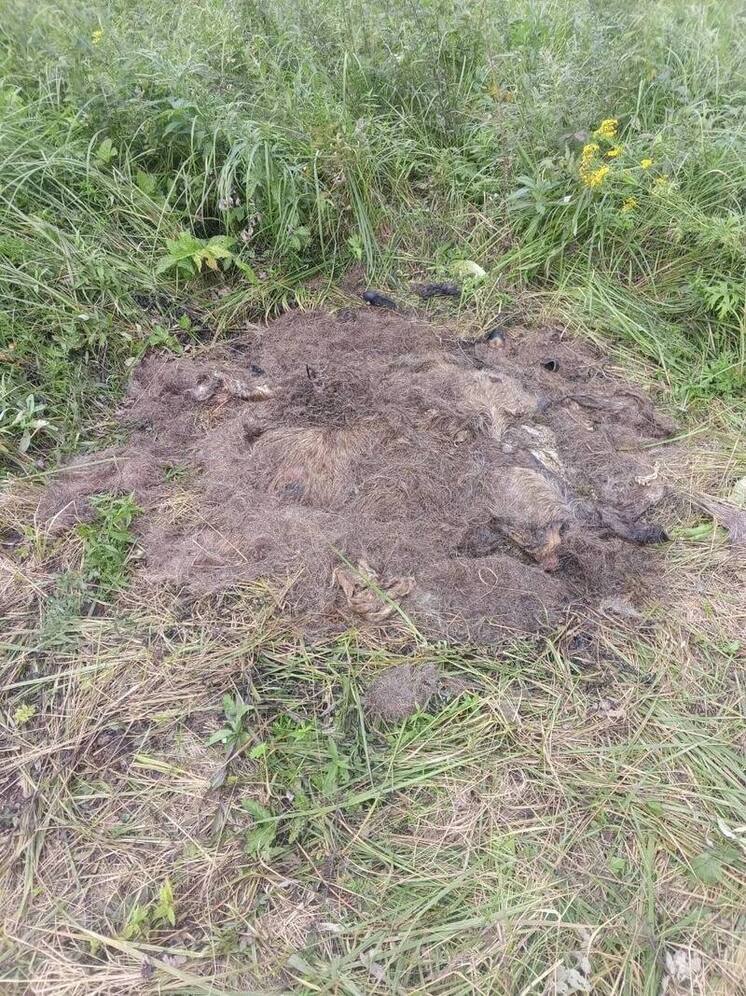 В Омской области задержаны двое браконьеров за незаконную охоту на лося