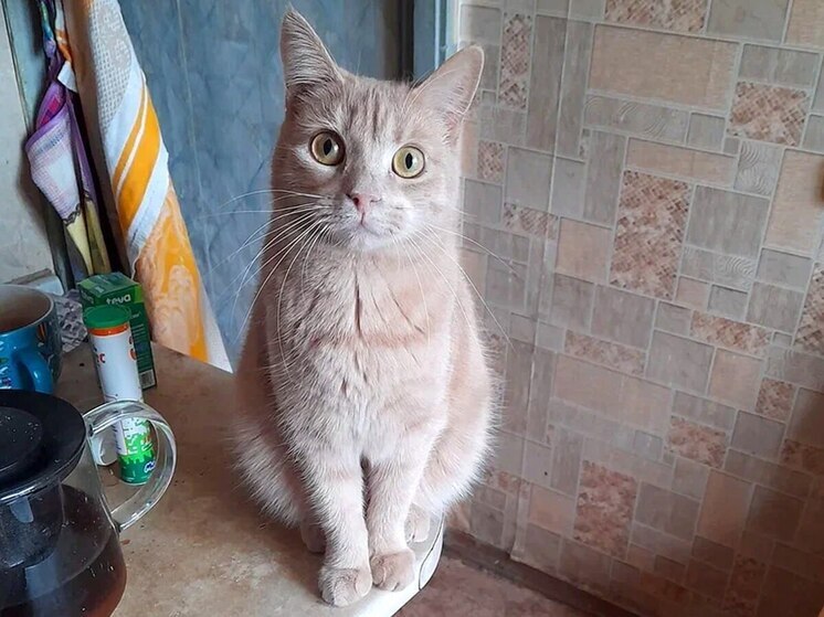 Бытует мнение, что котам очень жарко летом и стрижка может помочь им охладиться. Так ли это на самом деле и может ли стрижка нанести вред? Ветеринарный врач Виктория Романовская подробно разъяснила все нюансы.