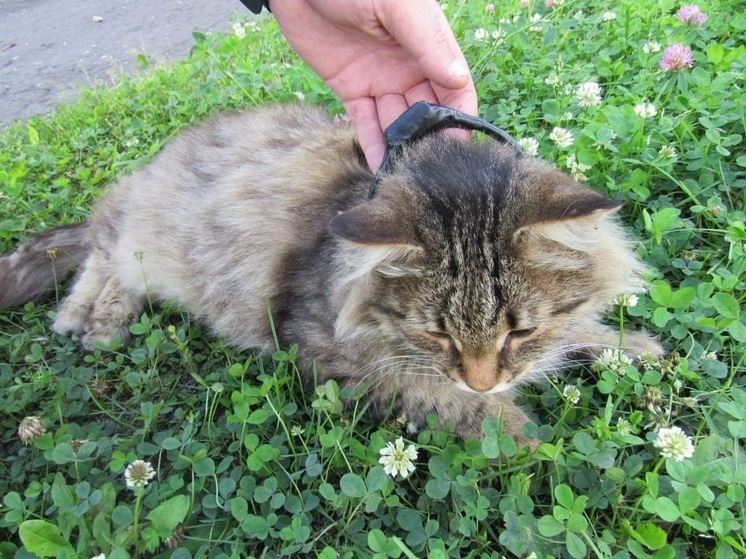 Кота-наркокурьера поймали в нижегородской колонии