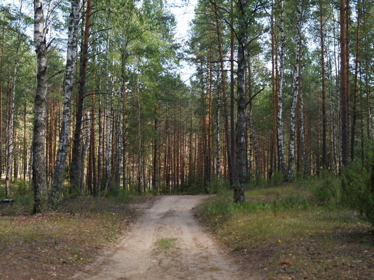 Житель Марий Эл незаконно срубил 67 деревьев