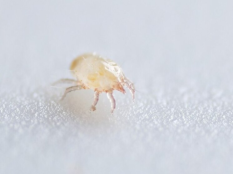 Ученые бьют тревогу из-за семи новых видов опасных насекомых