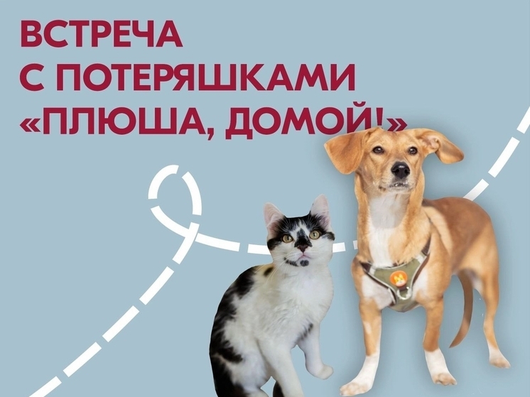 Встреча людей и котов пройдет в Тюмени