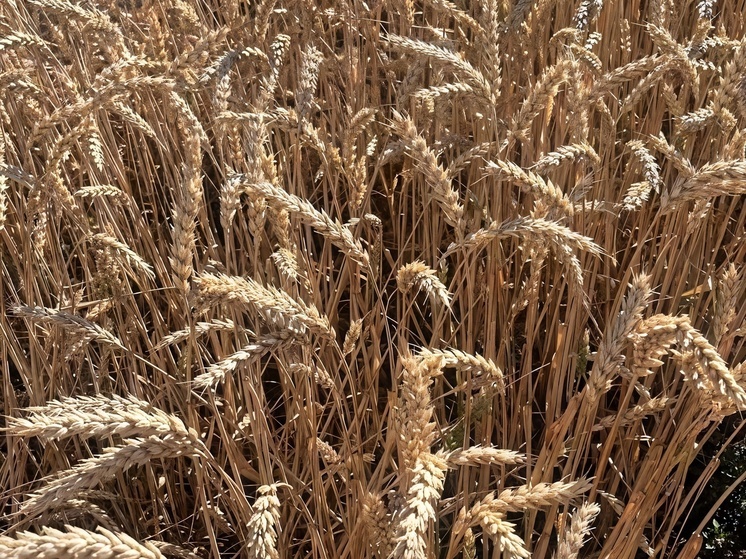 Ставрополье приступило к экспорту зерна нового урожая